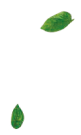 Ciudaris